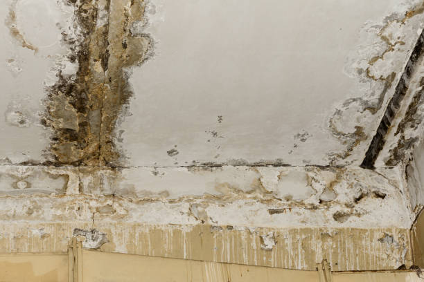 Best Residential Mold Inspection & Testing  in Lynchburg, MS