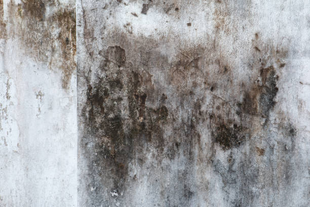 Best Commercial Mold Inspection  in Lynchburg, MS