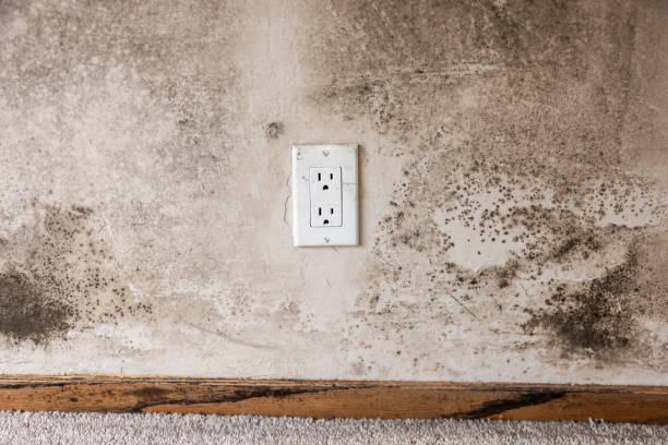Best Dehumidification Services  in Lynchburg, MS